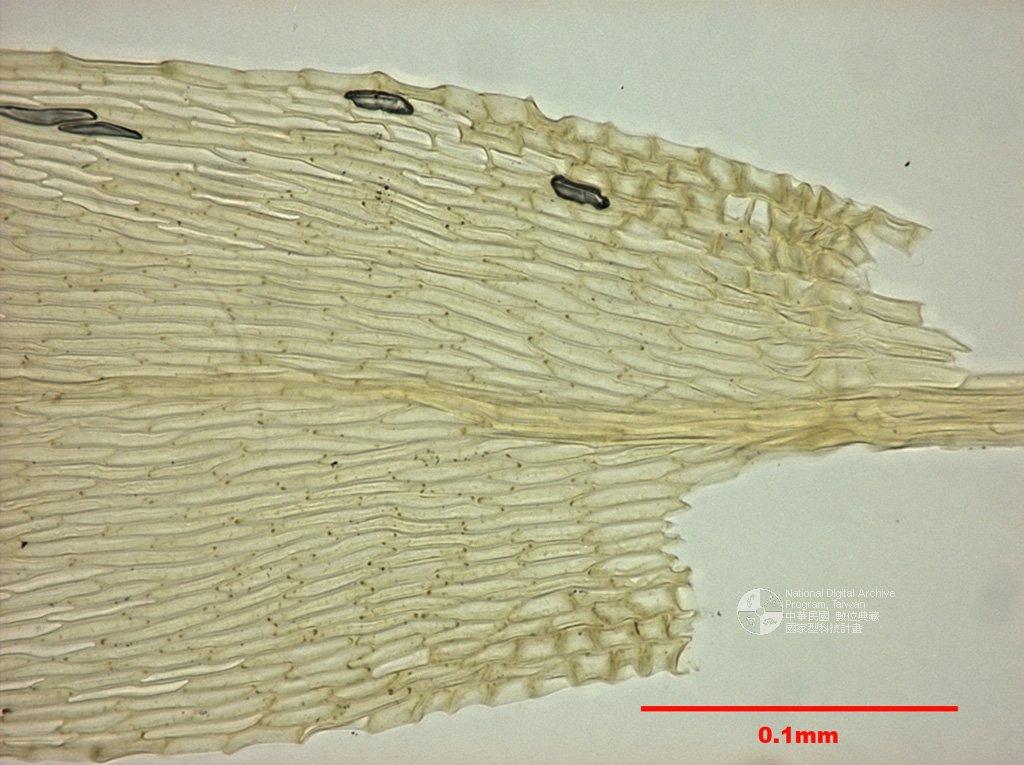 ƦƪԤBǦWG<em>Homalotheciella subcapillata (Hedw.) Card.</em><br>W١GpP