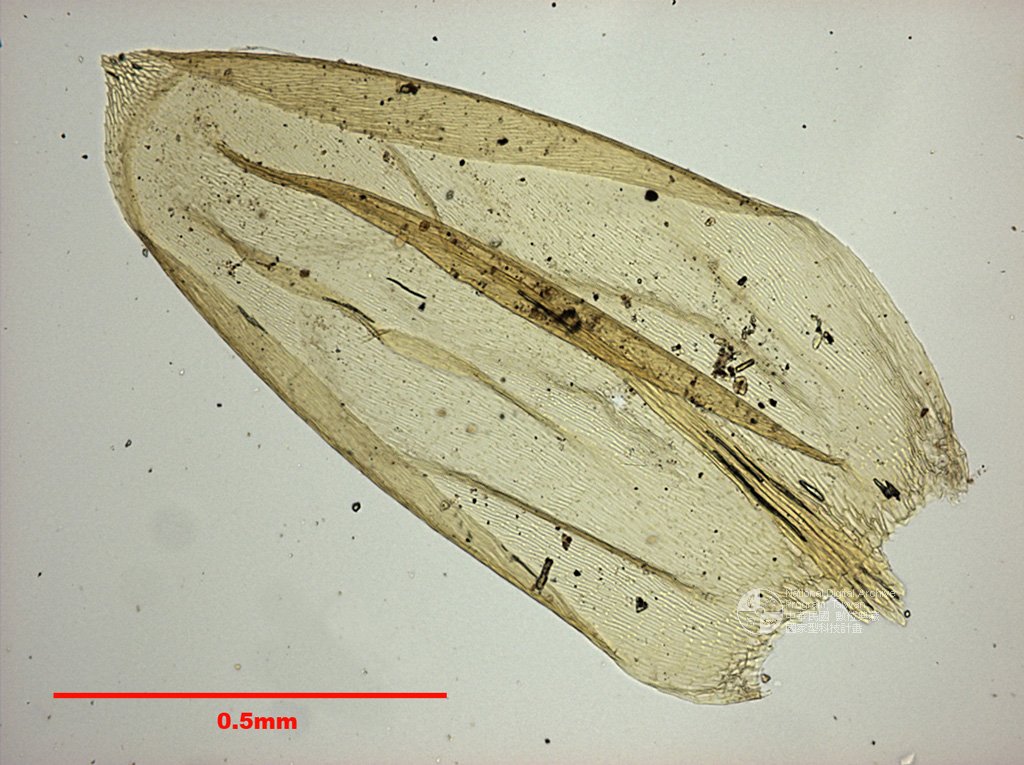 ƦƪԤBǦWG<em>Scleropodium touretii (Brid.) L. Koch.</em><br>W١GwЬ`