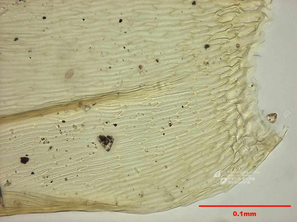 ƦƪԤBǦWG<em>Scleropodium touretii (Brid.) L. Koch.</em><br>W١GwЬ`