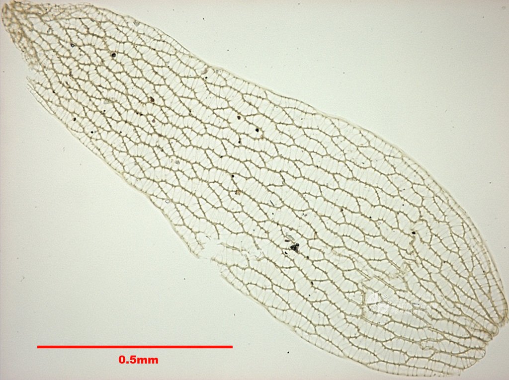 ƦƪԤBǦWG<em>Sphagnum capillifolium (Ehrh.) Hedw.</em><br>W١Gd