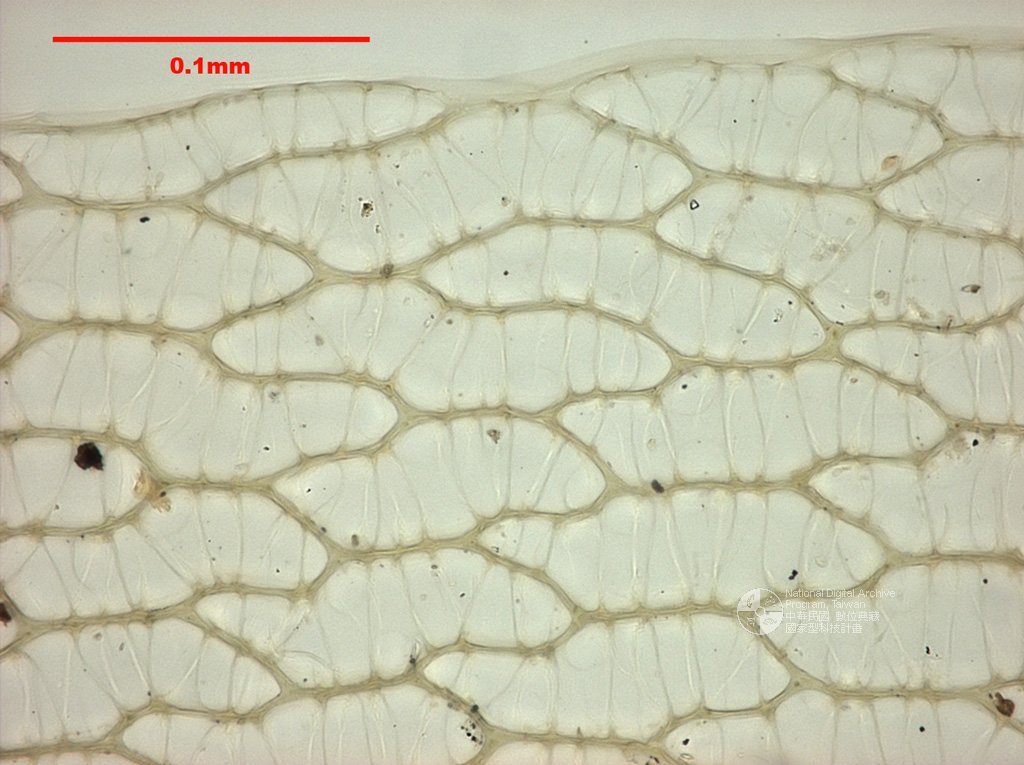 ƦƪԤBǦWG<em>Sphagnum capillifolium (Ehrh.) Hedw.</em><br>W١Gd