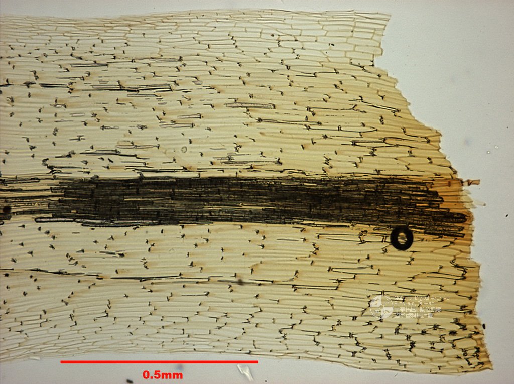 ƦƪԤBǦWG<em>Bartramia polytrichoides C. Muell.</em><br>W١G]