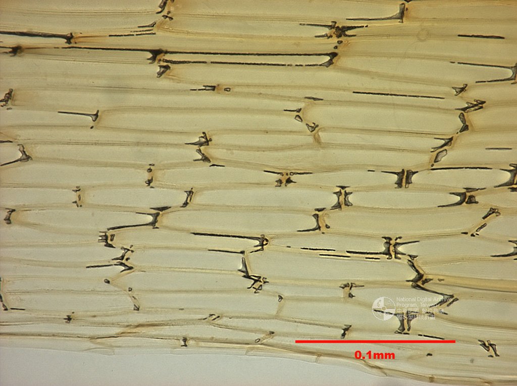 ƦƪԤBǦWG<em>Bartramia polytrichoides C. Muell.</em><br>W١G]