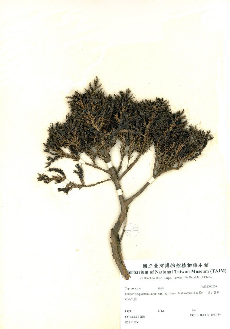 ƦƪԤBǦWG<em>Juniperus squamata Lamb. var. morrisonicola (Hayata) Li & Keng</em><br>W١Gɤsf