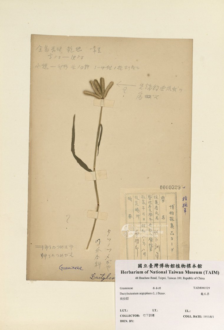 ƦƪԤBǦWG<em>Dactyloctenium aegyptium (L.) Beauv.</em><br>W١GsT