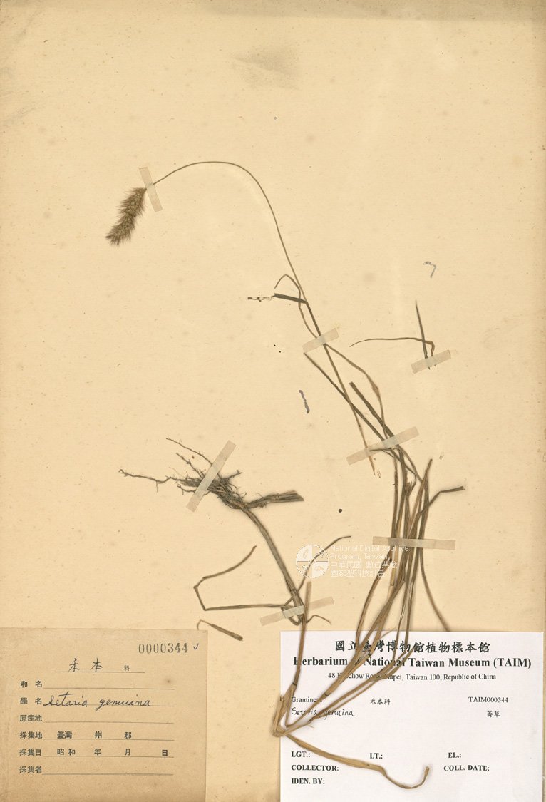 ƦƪԤBǦWG<em>Setaria viridis (L.) P. Beauv</em><br>W١G
