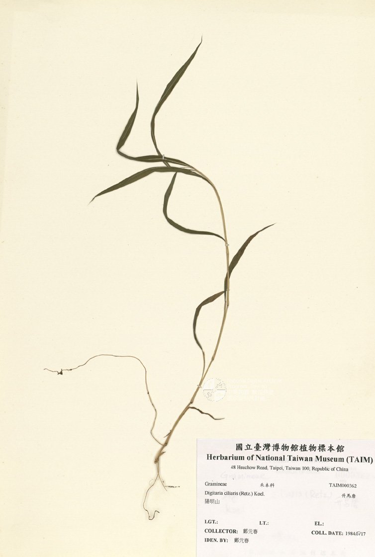 ƦƪԤBǦWG<em>Digitaria ciliaris (Retz.) Koel.</em><br>W١Gɰ