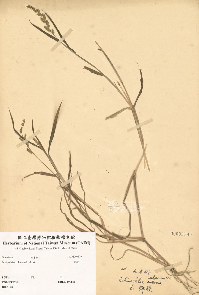 ƦƪԤBǦWG<em>Echinochloa colonum (L.) Link</em><br>W١G~^