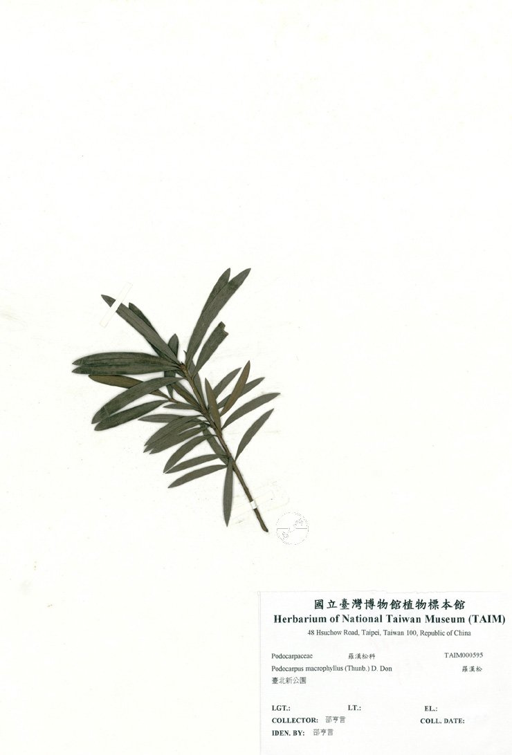 ƦƪԤBǦWG<em>Podocarpus macrophyllus (Thunb.) D. Don</em><br>W١Gù~Q