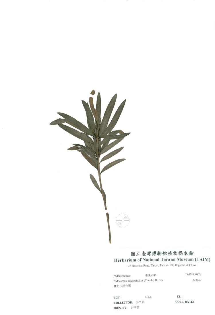 ƦƪԤBǦWG<em>Podocarpus macrophyllus (Thunb.) D. Don</em><br>W١Gù~Q