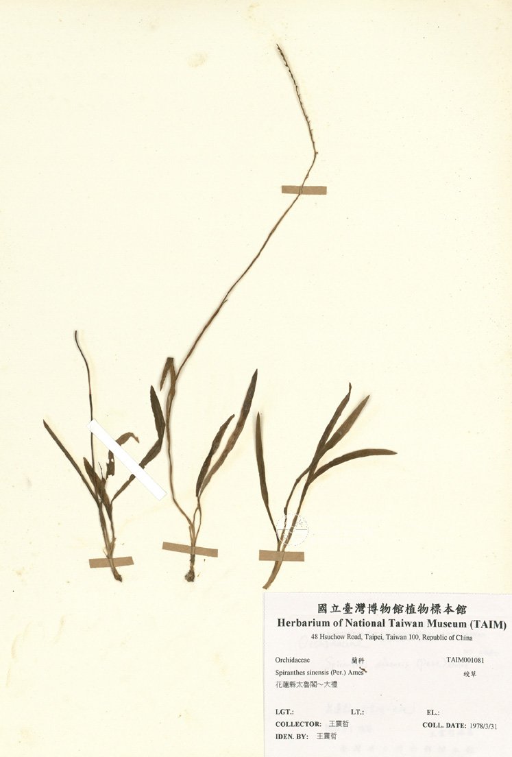 ƦƪԤBǦWG<em>Spiranthes sinensis (Per.) Ames</em><br>W١G
