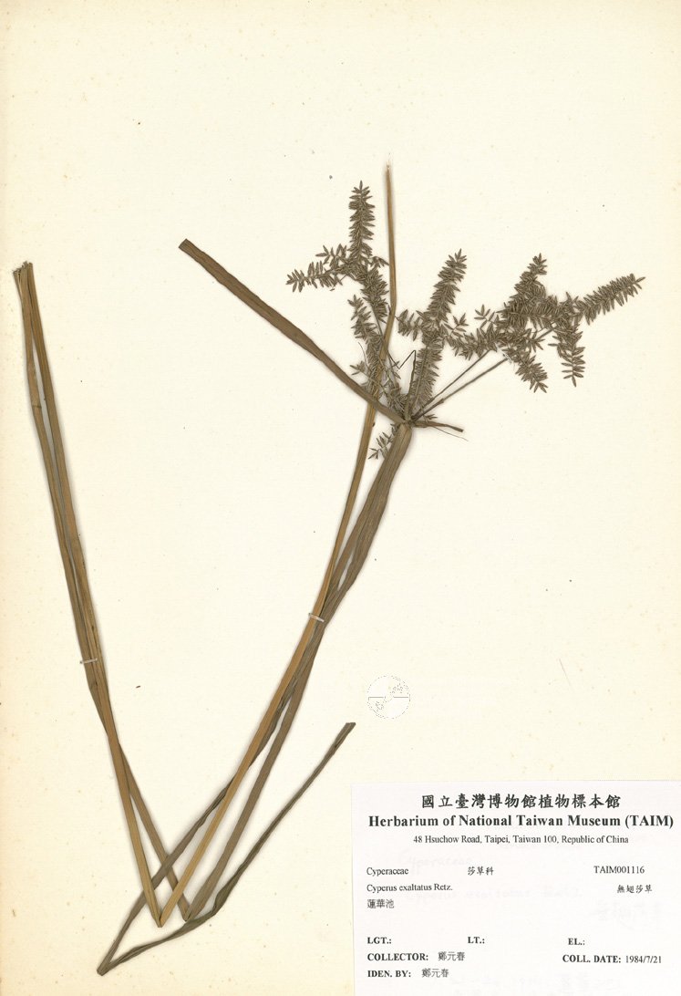 ƦƪԤBǦWG<em>Cyperus exaltatus Retz.</em><br>W١GLͲ