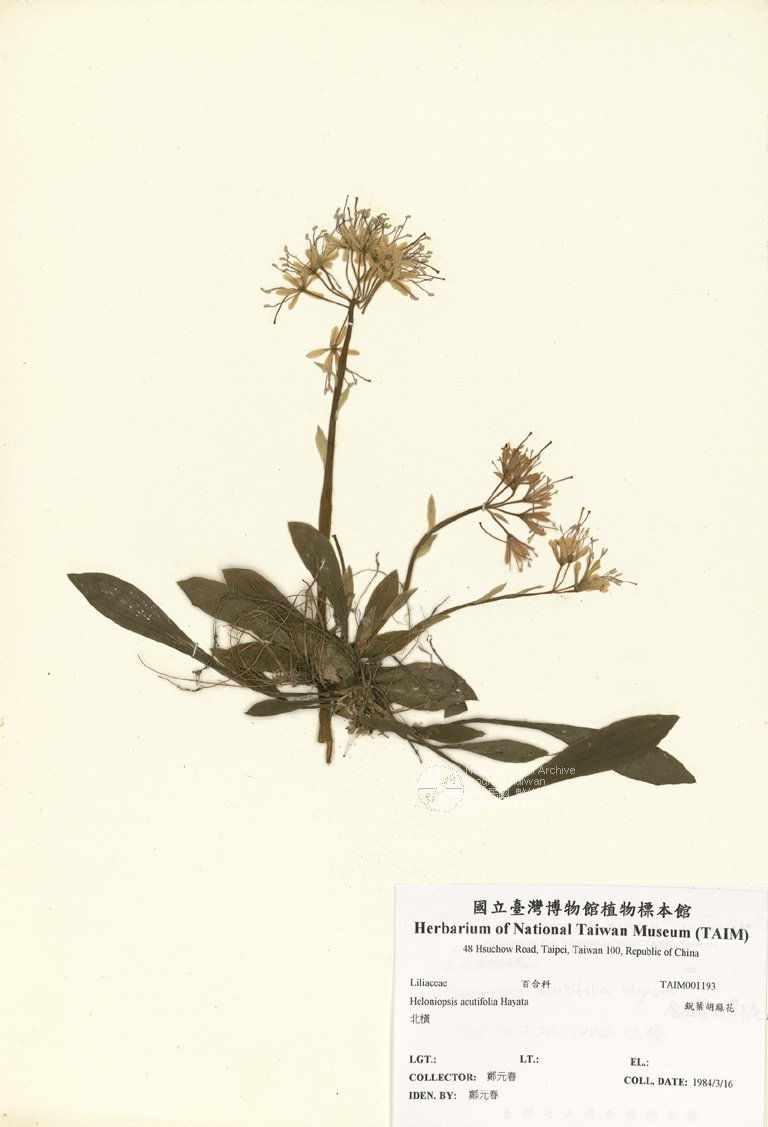 ƦƪԤBǦWG<em>Heloniopsis acutifolia Hayata</em><br>W١GUJª