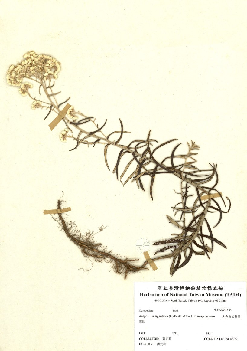 ƦƪԤBǦWG<em>Anaphalis margaritacea (L.) Benth. & Hook. f. subsp. morriso</em><br>W١Gɤsţ­