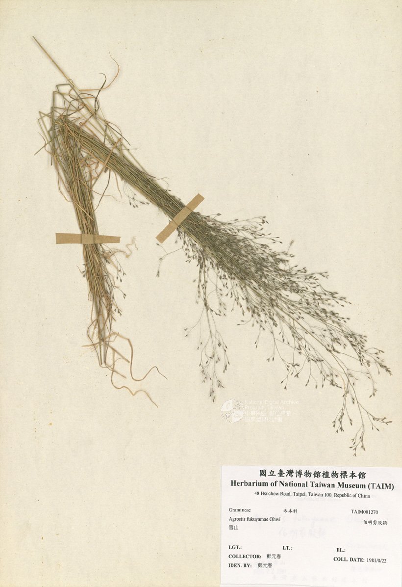 ƦƪԤBǦWG<em>Agrostis fukuyamae Ohwi</em><br>W١GBŪѿo