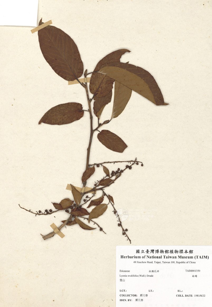 ƦƪԤBǦWG<em>Lyonia ovalifolia (Wall.) Drude</em><br>W١Gn
