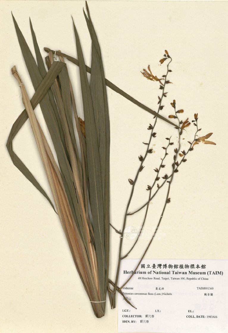 ƦƪԤBǦWG<em>Tritoniax corcosmae flora (Lem.)Nichols.</em><br>W١G[