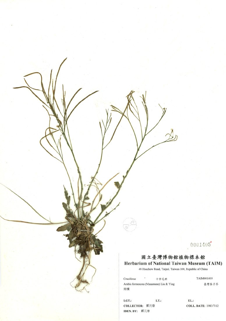 ƦƪԤBǦWG<em>Arabis formosana (Masamune) Liu & Ying</em><br>W١GOW_l