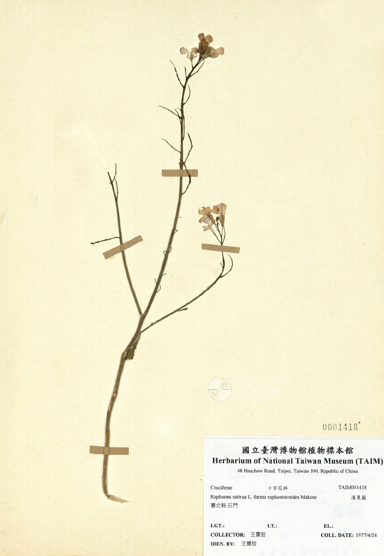 ƦƪԤBǦWG<em>Raphanus sativus L. forma raphanistroides Makino</em><br>W١Gصܵ
