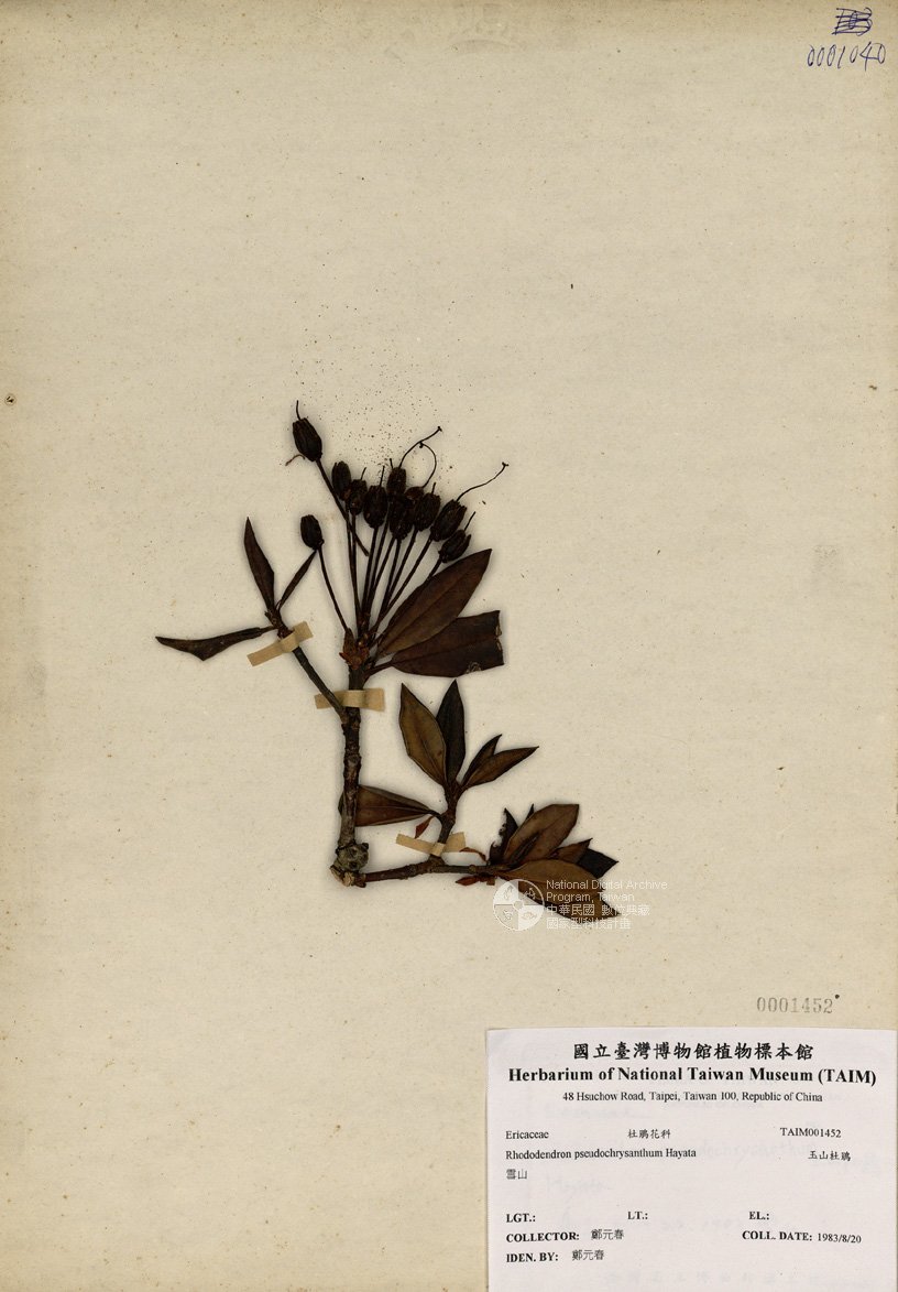 ƦƪԤBǦWG<em>Rhododendron pseudochrysanthum Hayata</em><br>W١GɤsY