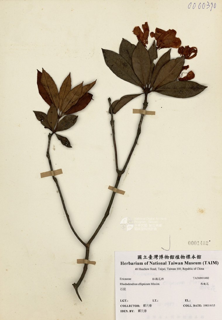 ƦƪԤBǦWG<em>Rhododendron ellipticum Maxim.</em><br>W١GI