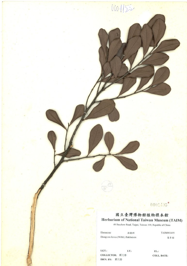 ƦƪԤBǦWG<em>Diospyros ferrea (Willd.) Bakhuizen</em><br>W١GH