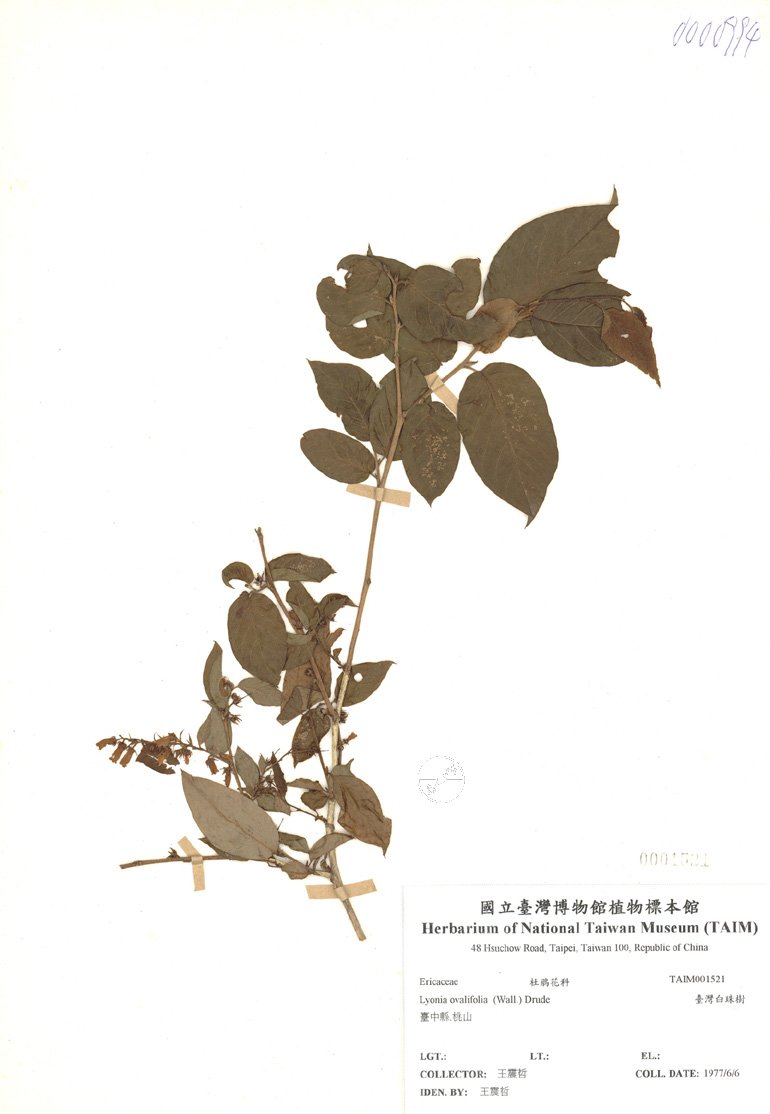 ƦƪԤBǦWG<em>Lyonia ovalifolia  (Wall.) Drude</em><br>W١GOWկ]