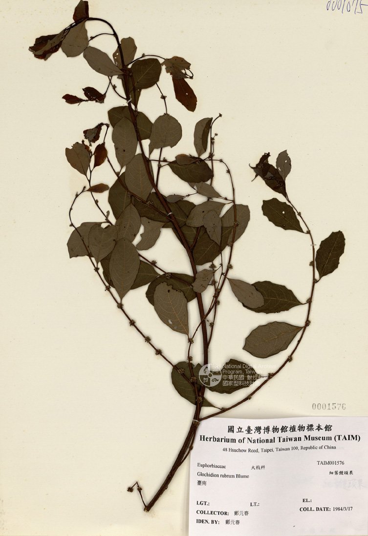 ƦƪԤBǦWG<em>Glochidion rubrum Blume</em><br>W١GӸCYG