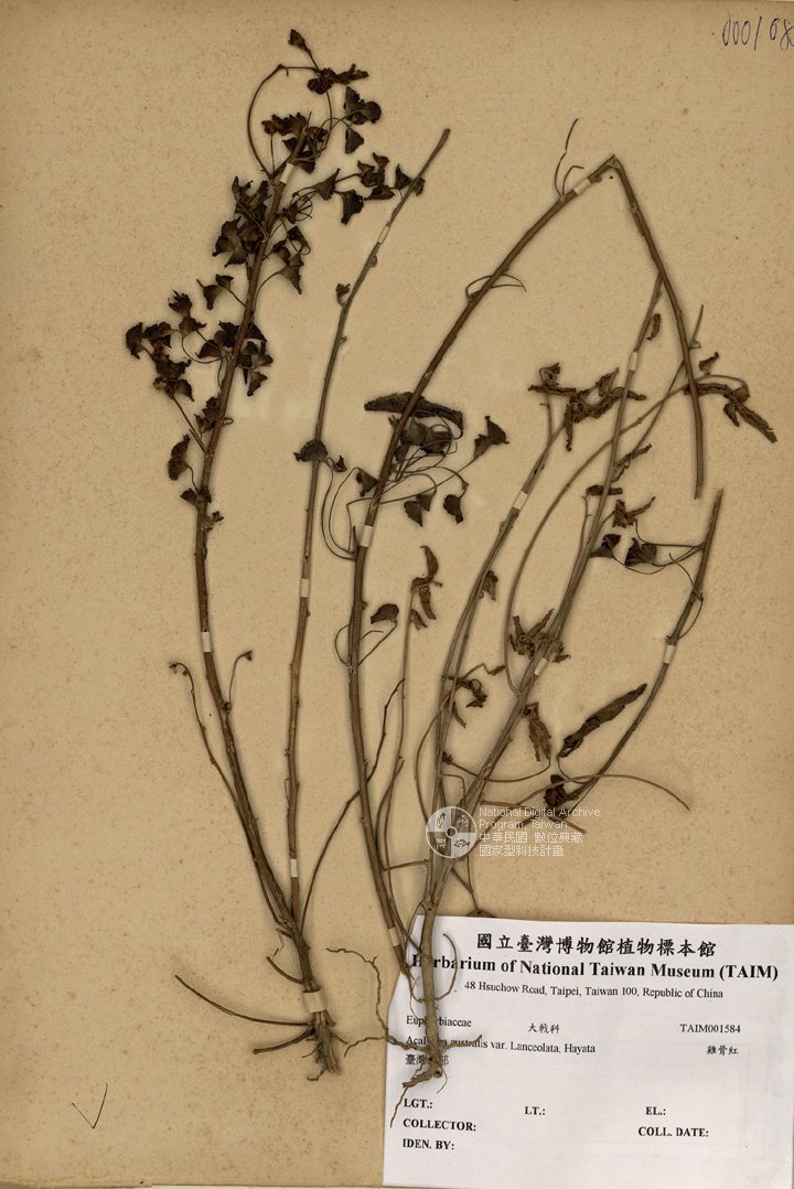 ƦƪԤBǦWG<em>Acalypha australis var. Lanceolata, Hayata</em><br>W١G