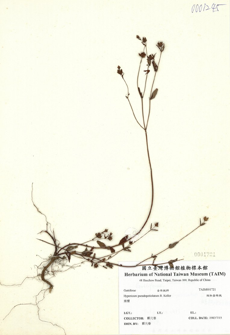 ƦƪԤBǦWG<em>Hypericum pseudopetiolatum R. Keller</em><br>W١Gu`