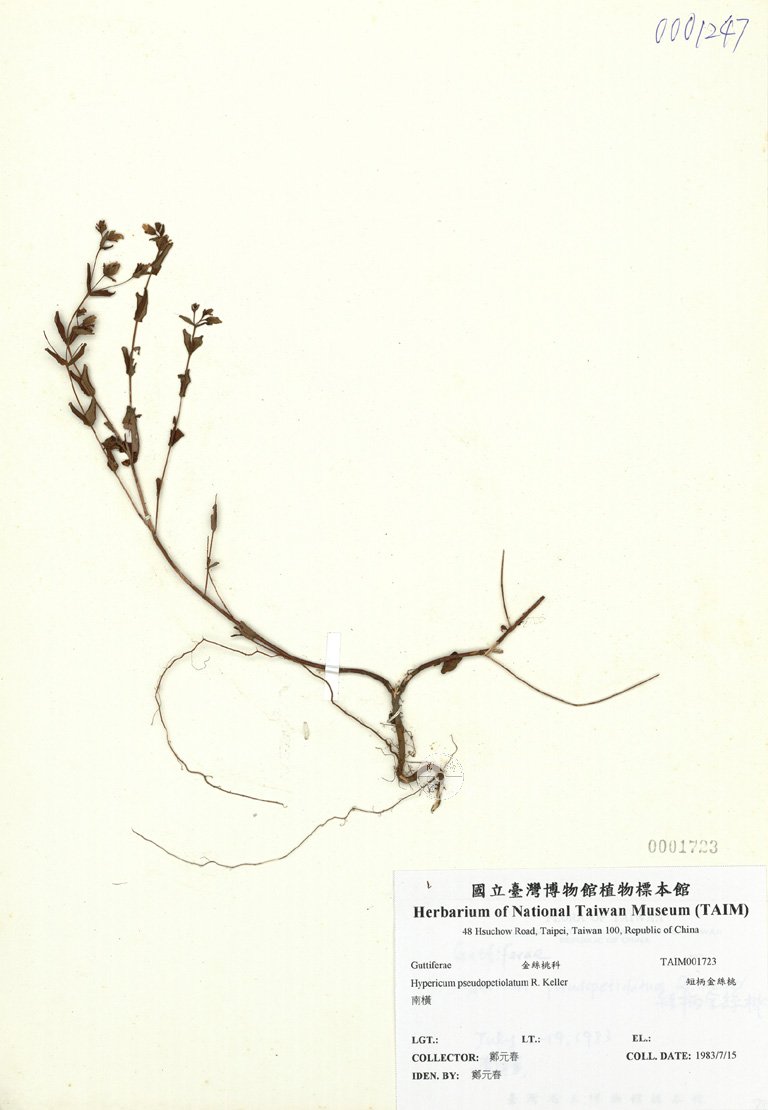 ƦƪԤBǦWG<em>Hypericum pseudopetiolatum R. Keller</em><br>W١Gu`