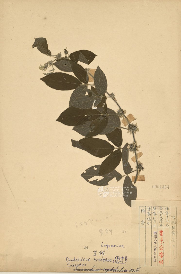 ƦƪԤBǦWG<em>Bambusa vulgaris Schrad. var. striata (Loddiges) Gamble</em><br>W١G