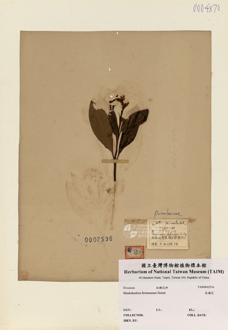 ƦƪԤBǦWG<em>Rhododendron formosanum Hemsl.</em><br>W١GY