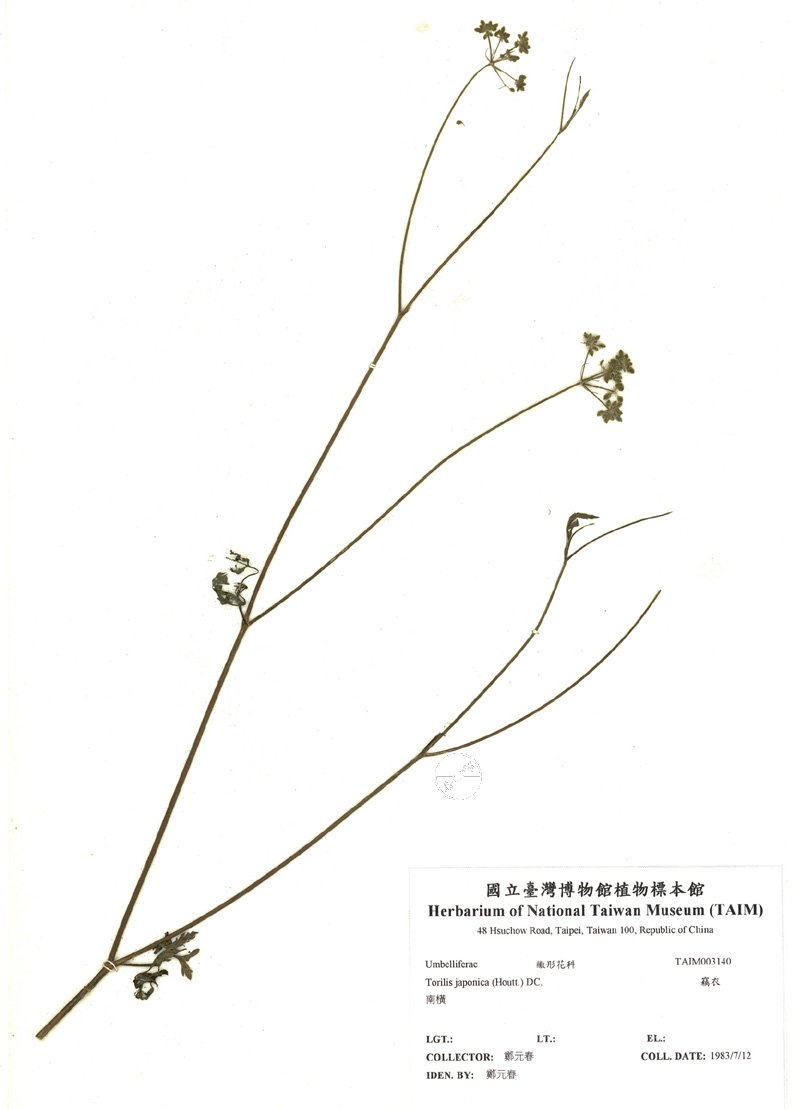 ƦƪԤBǦWG<em>Torilis japonica (Houtt.) DC.</em><br>W١GѦ