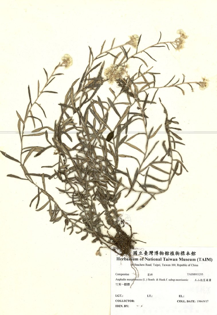 ƦƪԤBǦWG<em>Anphalis margaritacea (L.) Benth. & Hook.f. subsp morrisonic</em><br>W١Gɤsţ