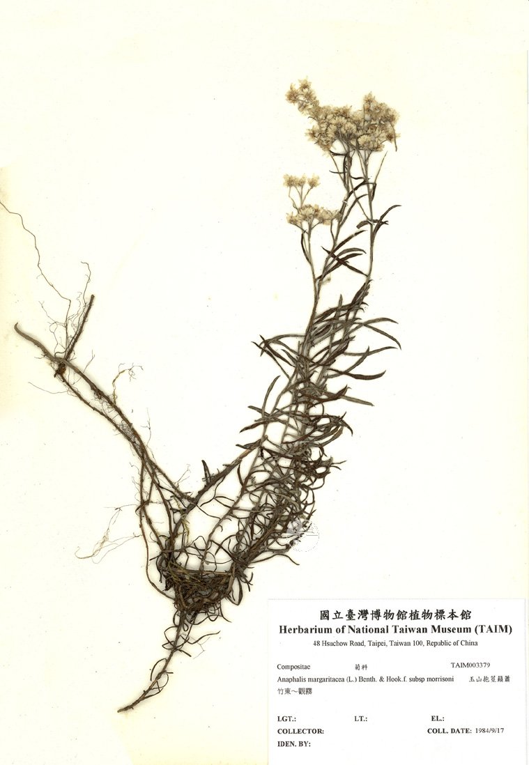 ƦƪԤBǦWG<em>Anaphalis margaritacea (L.) Benth. & Hook.f. subsp morrisoni</em><br>W١Gɤsţ