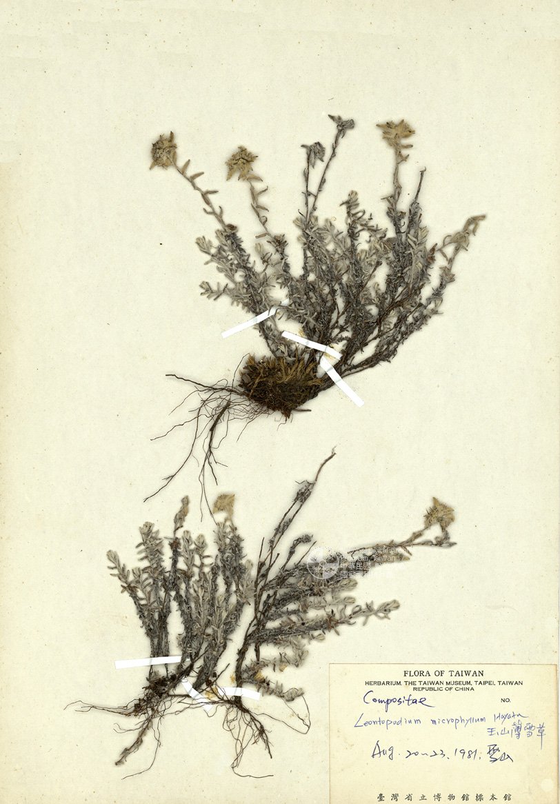 ƦƪԤBǦWG<em>Leontopodium microphyllum Hayata</em><br>W١Gɤs