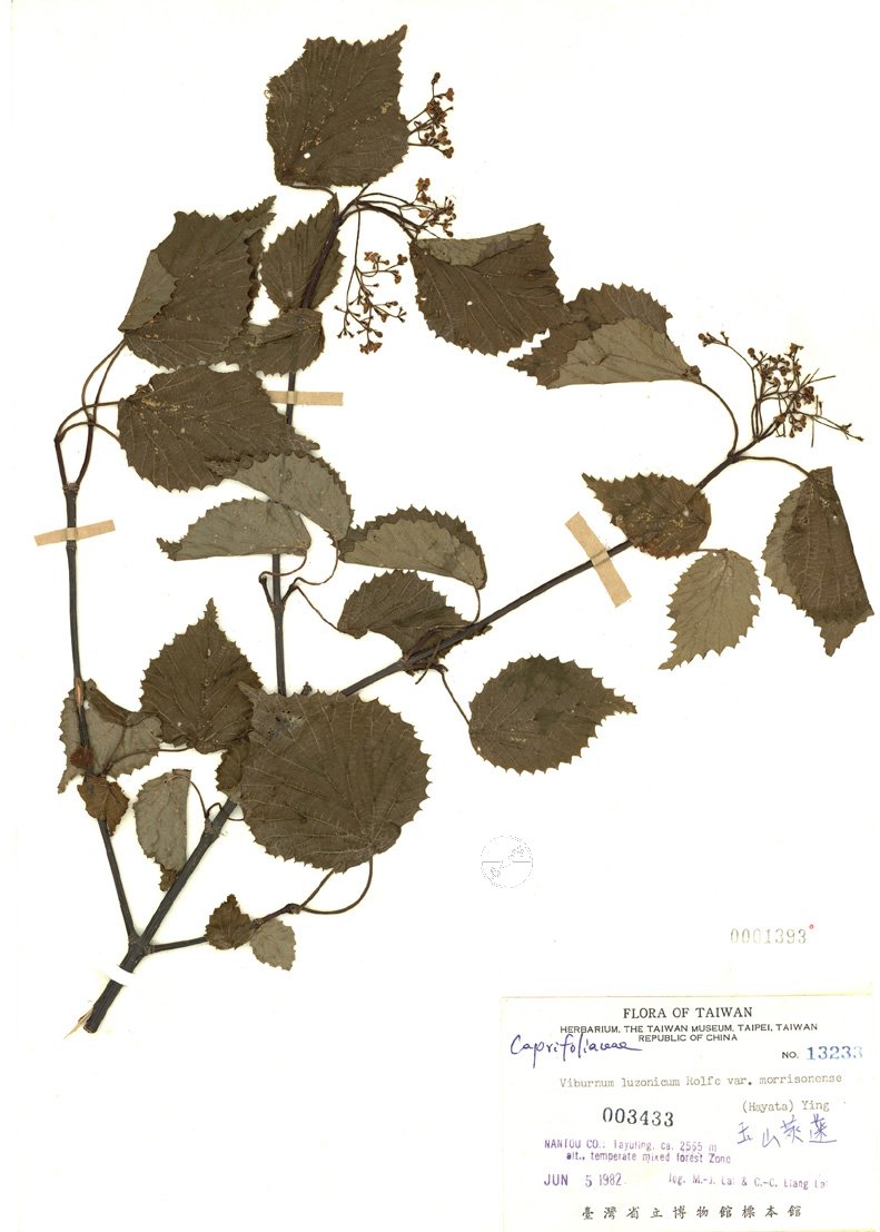 ƦƪԤBǦWG<em>Viburnum integrifolium Hayata</em><br>W١Gɤsg