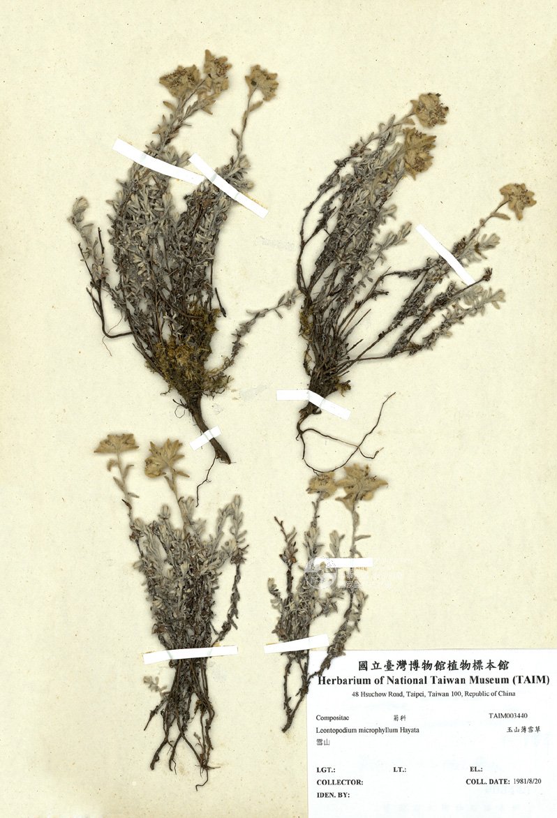 ƦƪԤBǦWG<em>Leontopodium microphyllum Hayata</em><br>W١Gɤs