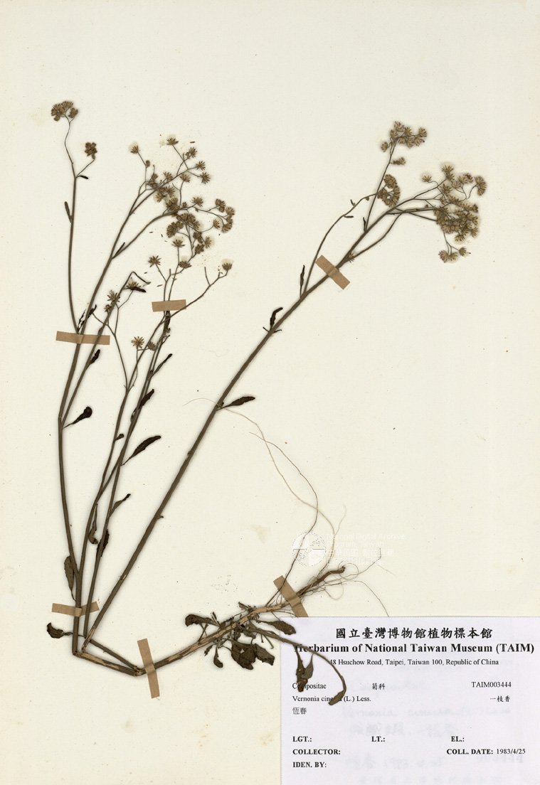 ƦƪԤBǦWG<em>Vernonia cinerea (L.) Less.</em><br>W١G@K