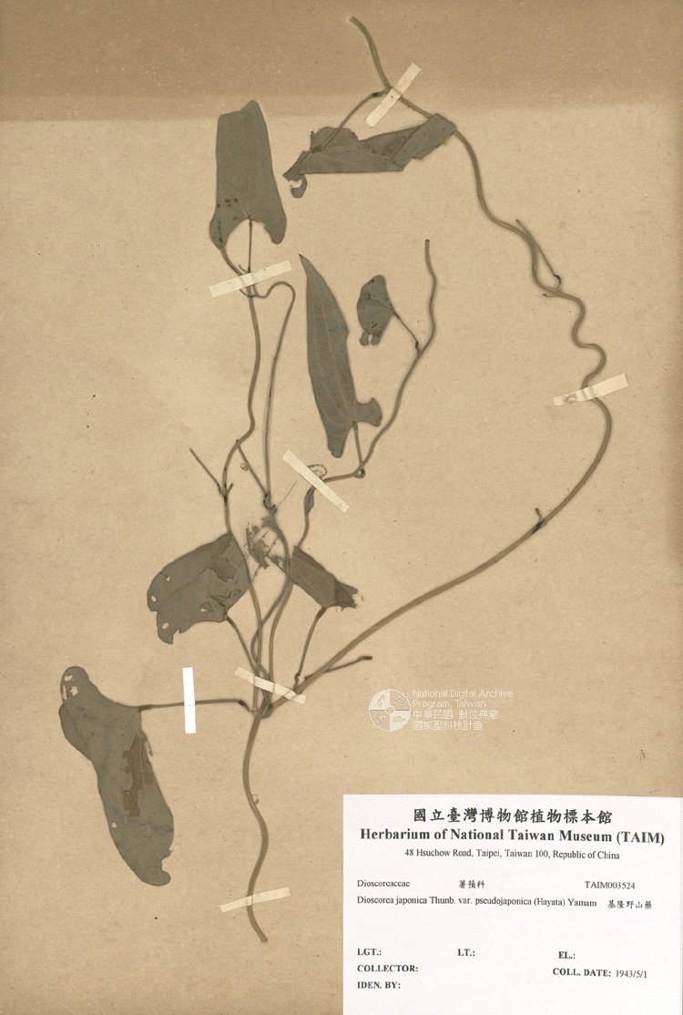 ƦƪԤBǦWG<em>Dioscorea japonica Thunb. var. pseudojaponica (Hayata) Yamam</em><br>W١G򶩳s