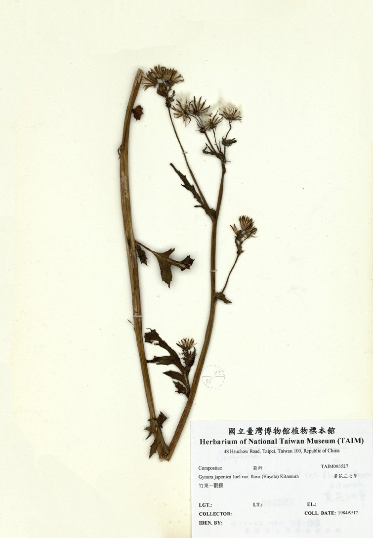 ƦƪԤBǦWG<em>Gynura japonica Juel var. flava (Hayata) Kitamura</em><br>W١GTC