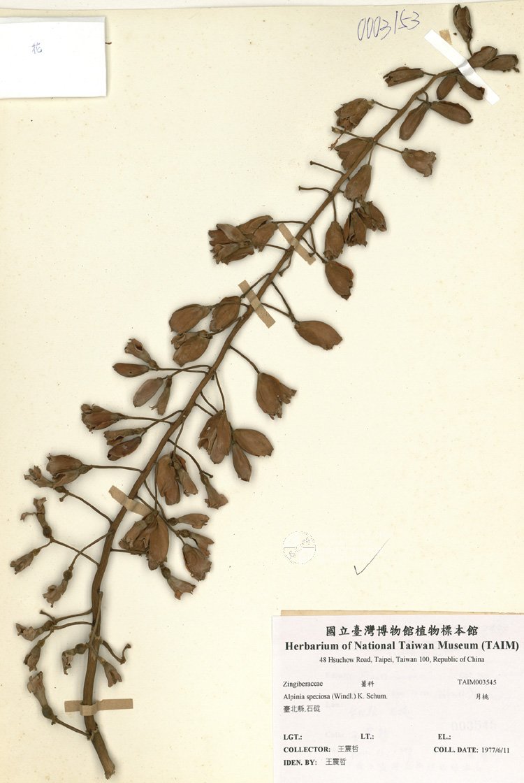 ƦƪԤBǦWG<em>Alpinia speciosa (Windl.) K. Schum.</em><br>W١G
