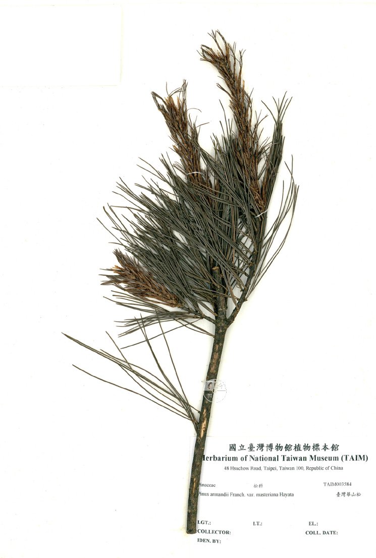 ƦƪԤBǦWG<em>Pinus armandii Franch. var. masteriana Hayata</em><br>W١GOWؤsQ