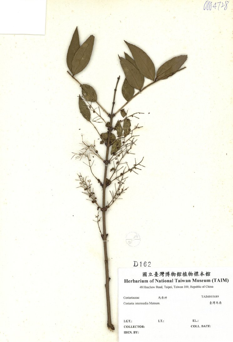ƦƪԤBǦWG<em>Coriaria intermedia Matsum.</em><br>W١GOW