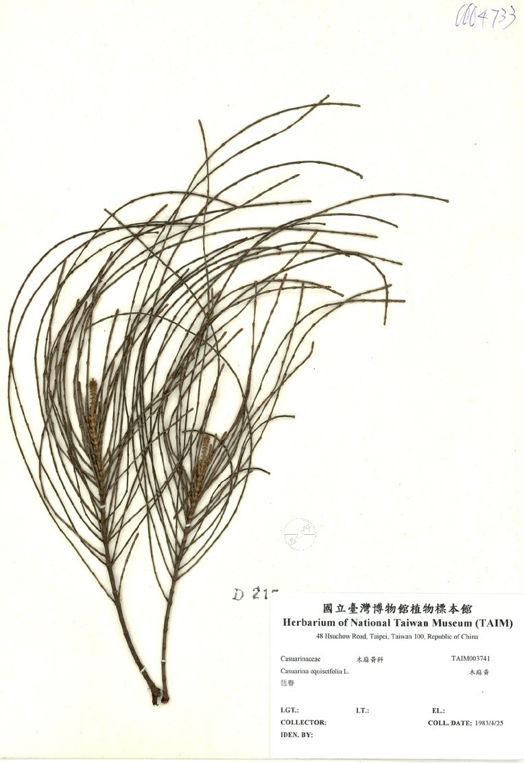 ƦƪԤBǦWG<em>Casuarina equisetfolia L.</em><br>W١G¶
