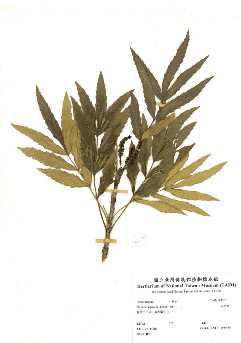 ƦƪԤBǦWG<em>Mahonia japonica (Thunb.) DC.</em><br>W١GQj\