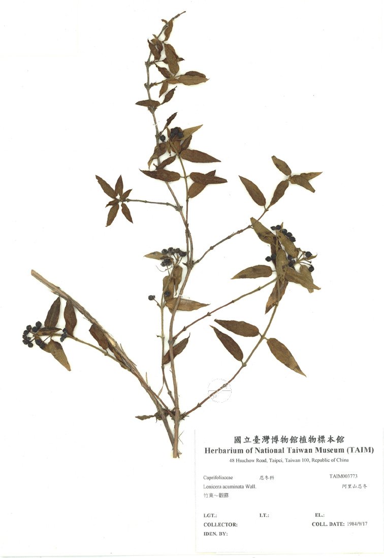 ƦƪԤBǦWG<em>Lonicera acuminata Wall.</em><br>W١GsԥV