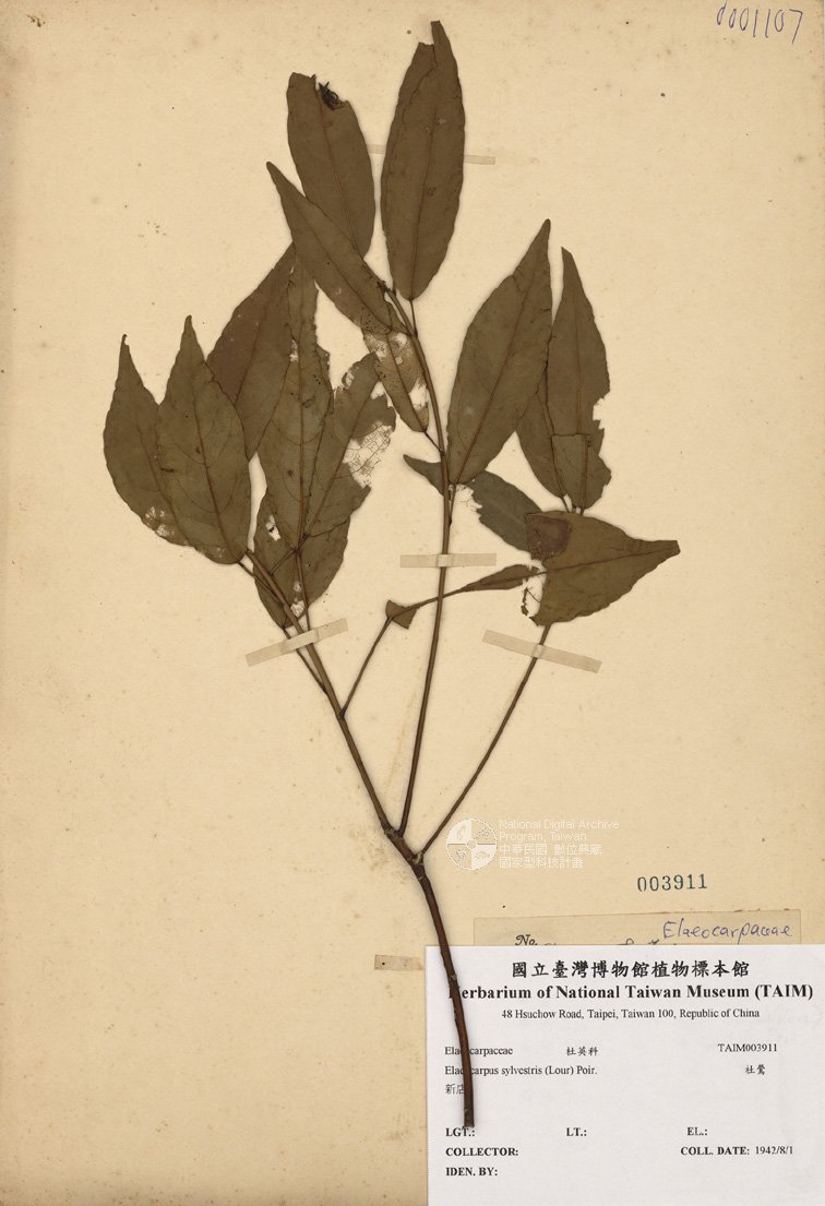 ƦƪԤBǦWG<em>Elaeocarpus sylvestris (Lour) Poir.</em><br>W١Ga