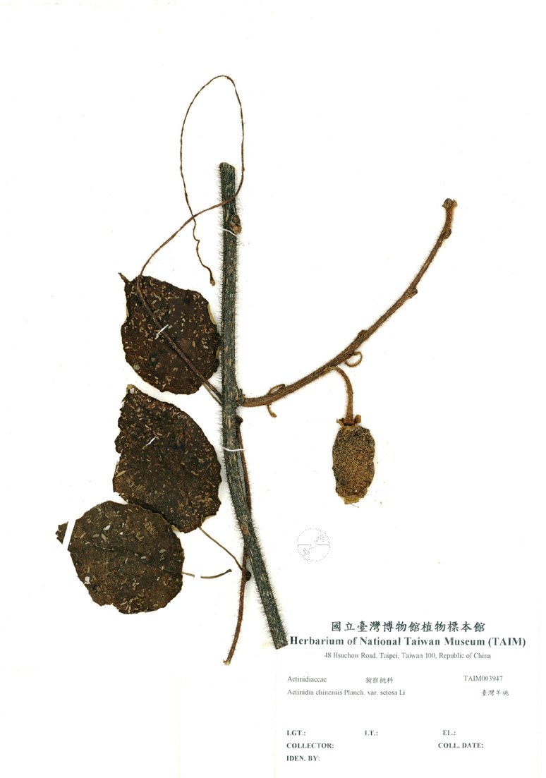 ƦƪԤBǦWG<em>Actinidia chinensis Planch. var. setosa Li</em><br>W١GOWϮ